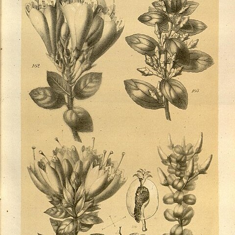 Demosthenesia unspecified picture