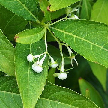 Hydrangea platyarguta unspecified picture