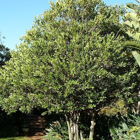Pterocelastrus unspecified picture