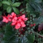 Clerodendrum speciosissimum flower picture by Mark Meinert (cc-by-sa)