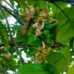 Citrus maxima flower picture by Lisa Ani (cc-by-sa)