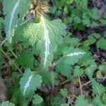 Lamium bifidum leaf picture by Lugifa Lugifa (cc-by-sa)