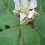 Rubus echinatus flower picture by Martin Cooke (cc-by-sa)