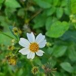 Cosmos caudatus flower picture by Emmanuelle Martin (cc-by-sa)