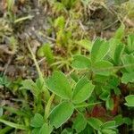 Sibbaldia procumbens leaf picture by Justus Müller-Kiefer (cc-by-sa)