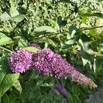 Buddleja japonica flower picture by André Ramousset (cc-by-sa)