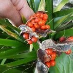 Iris foetidissima fruit picture by Nicolas Clet (cc-by-sa)