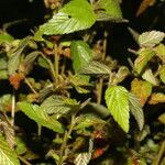 Melochia melissifolia habit picture by Nelson Zamora Villalobos (cc-by-nc)