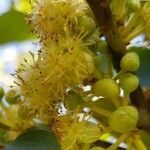 Litsea glutinosa flower picture by Abajee Giani (cc-by-sa)
