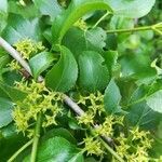 Rhamnus cathartica flower picture by Monique TROEL-SYS (cc-by-sa)