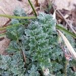Erodium lebelii leaf picture by Gaël Covain (cc-by-sa)