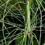 Equisetum giganteum leaf picture by Nelson Zamora Villalobos (cc-by-nc)