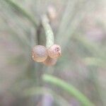 Rhipsalis baccifera fruit picture by Marcos Marcos (cc-by-sa)