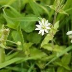 Stellaria aquatica flower picture by Jaak Pärtel (cc-by-sa)