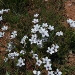 Linum tenuifolium habit picture by Llandrich anna (cc-by-sa)