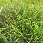 Carex disticha habit picture by dewara (cc-by-sa)