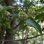 Forsteronia spicata flower picture by Nelson Zamora Villalobos (cc-by-nc)