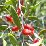 Maytenus viscifolia fruit picture by Trap Hers (cc-by-sa)