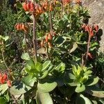 Cotyledon orbiculata habit picture by Francois Mansour (cc-by-sa)