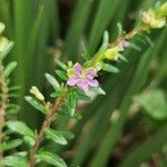 Cuphea hyssopifolia flower picture by Mauricio León Carreño (cc-by-sa)