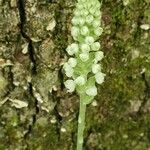 Goodyera pubescens flower picture by Doug Todd (cc-by-sa)
