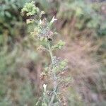 Nepeta cataria leaf picture by Scuratti Nicolò (cc-by-sa)