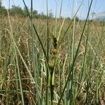 Cladium mariscus habit picture by Yoan MARTIN (cc-by-sa)