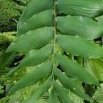Polygonatum biflorum leaf picture by L Duce (cc-by-sa)