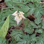 Dicentra canadensis flower picture by Sam Vergara (cc-by-sa)