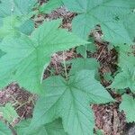 Rubus odoratus leaf picture by bryan brunet (cc-by-sa)