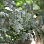 Picrasma excelsa leaf picture by Nelson Zamora Villalobos (cc-by-nc)