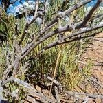 Ephedra viridis habit picture by Giode Tonpino (cc-by-sa)