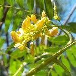 Sesbania virgata flower picture by Trap Hers (cc-by-sa)