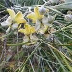 Gomphocarpus integer flower picture by susan brown (cc-by-sa)