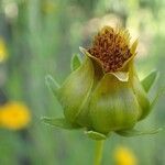 Coreopsis grandiflora fruit picture by Yoan MARTIN (cc-by-sa)