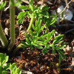 Ranunculus millefoliatus leaf picture by Emanuele Santarelli (cc-by-sa)