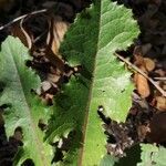 Lactuca virosa leaf picture by João Pedro Fonseca (cc-by-sa)