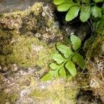 Asplenium adiantum-nigrum flower picture by Bryan Murphy (cc-by-sa)