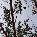 Lagerstroemia indica fruit picture by Bidwai (cc-by-sa)