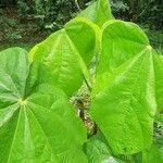 Sterculia apetala leaf picture by Cactolandia Gardés (cc-by-sa)