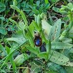 Ophrys speculum habit picture by Pere Valls (cc-by-sa)