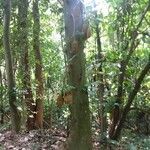 Artocarpus heterophyllus habit picture by pedrogc -- (cc-by-sa)