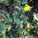 Hippocrepis emerus habit picture by Vinciane Bertrand (cc-by-sa)