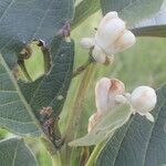 Psidium guineense flower picture by Nelson Zamora Villalobos (cc-by-nc)