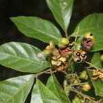 Cupania juglandifolia fruit picture by Nelson Zamora Villalobos (cc-by-nc)