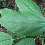 Hernandia didymantha leaf picture by SINAC Pérez Greivin (cc-by-sa)