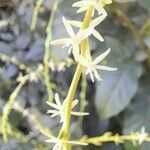 Petiveria alliacea flower picture by Trap Hers (cc-by-sa)