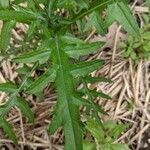 Cirsium discolor leaf picture by Eylisia (cc-by-sa)