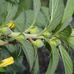 Turnera ulmifolia habit picture by Nelson Zamora Villalobos (cc-by-nc)