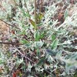 Cistus halimifolius leaf picture by Prieta Javier (cc-by-sa)